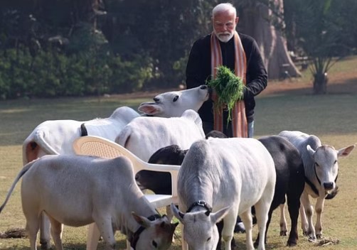 PM Modi celebrated Makar Sankranti:PM नरेंद्र मोदी ने मकर संक्रांति पर गायों को चारा खिलाया देशवासियों को त्योहारों के लिए शुभकामनाएं भी दी !