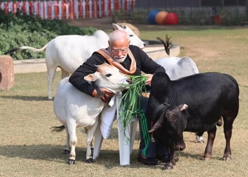 PM Modi celebrated Makar Sankranti:PM नरेंद्र मोदी ने मकर संक्रांति पर गायों को चारा खिलाया देशवासियों को त्योहारों के लिए शुभकामनाएं भी दी !