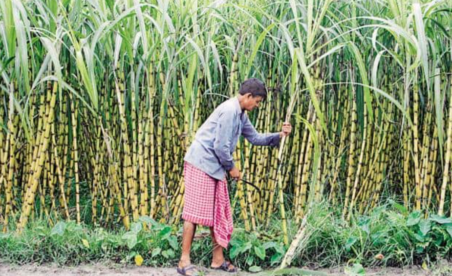Sugarcane Price 2024