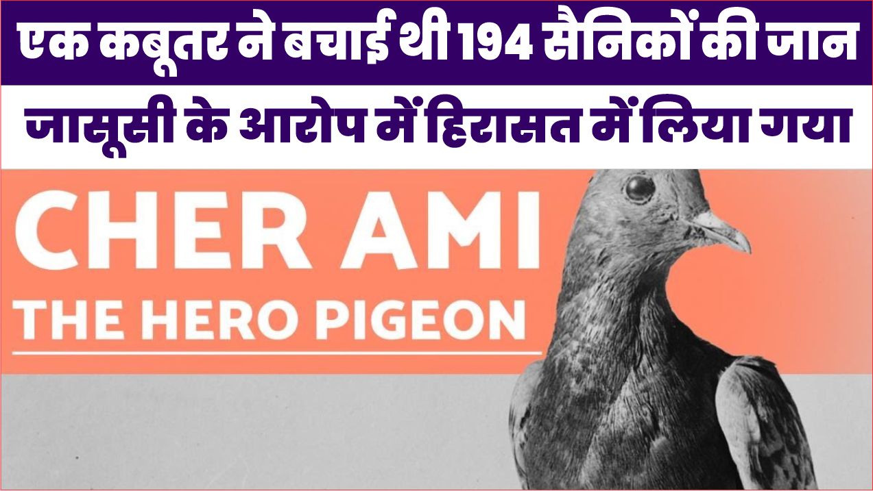 spy pigeon:एक कबूतर ने बचाई थी 194 सैनिकों की जान,जासूसी के आरोप में हिरासत में लिया गया